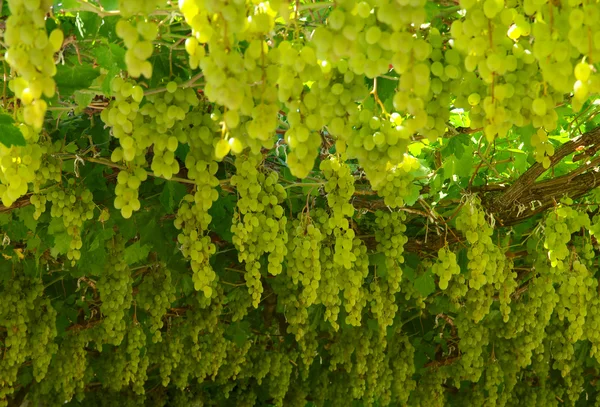 Chardonnay. üzüm hasat