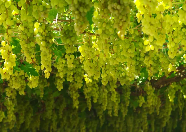 Chardonnay. vindima de uvas — Fotografia de Stock