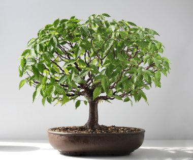 Bonsai karaağaç