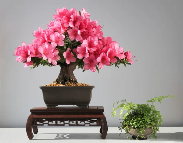 Blooming bonsai azalea — Stock Photo, Image