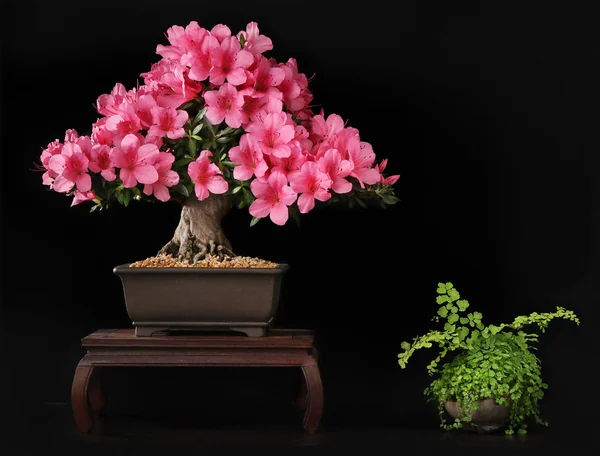 Blooming bonsai azalea — Stock Photo, Image