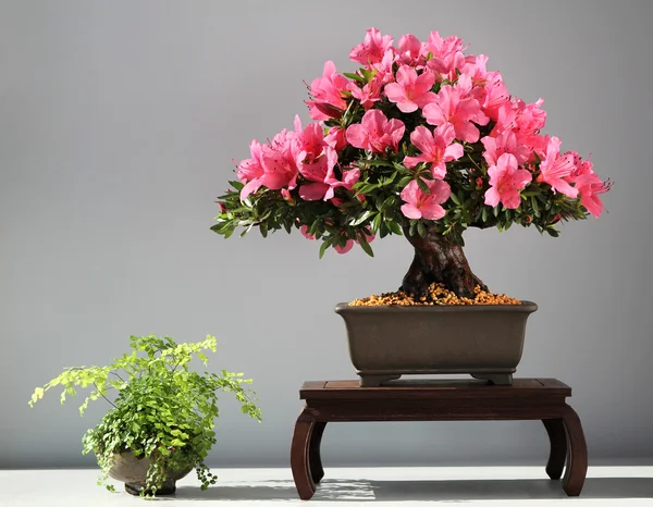 Blooming bonsai azalea — Stock Photo, Image