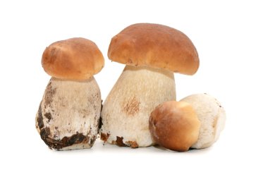 Boletus edulis beyaz arkaplanda izole edildi