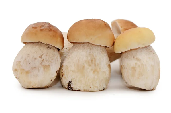 Boletus edulis isolado sobre fundo branco — Fotografia de Stock