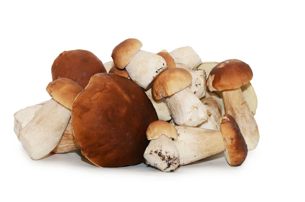 Boletus edulis isolado sobre fundo branco — Fotografia de Stock