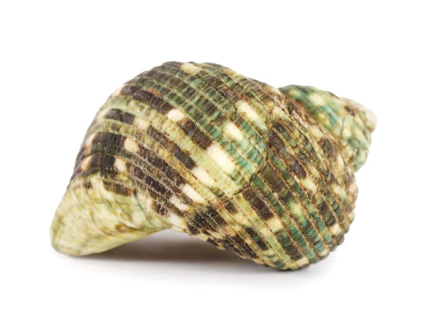 Sea shell isolerad på en vit — Stockfoto
