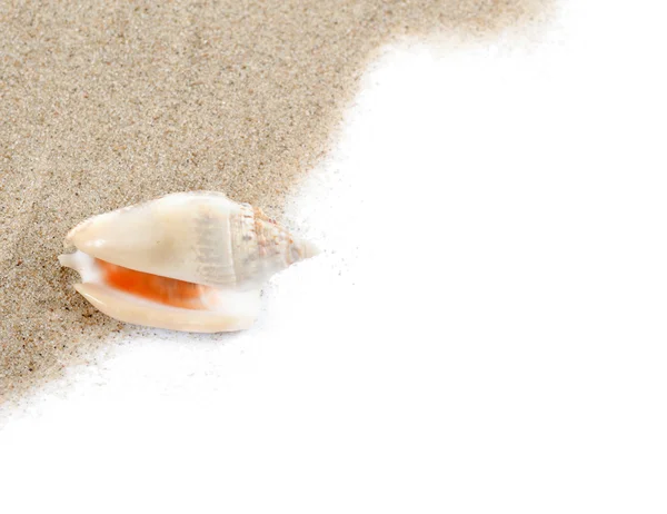Mořská skořápka izolovaná na bílé — Stock fotografie