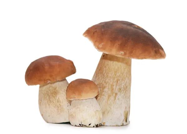 Boletus edulis isolated on white background — Stock Image Boletus edulis isolated on white background Stock Photo
