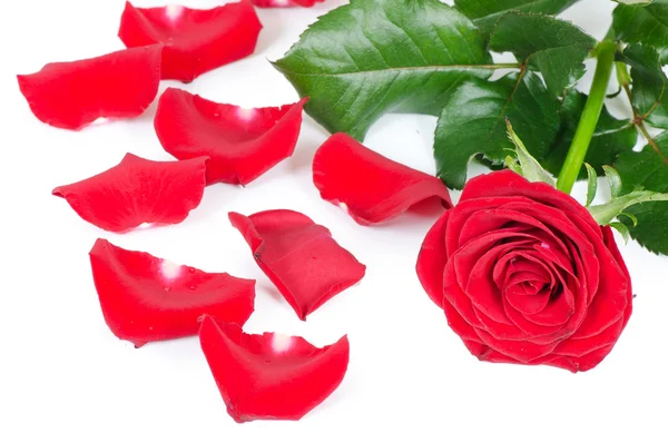 Die roten Rosen isoliert auf weißen — Stockfoto