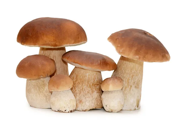 beyaz izole boletus mantarı