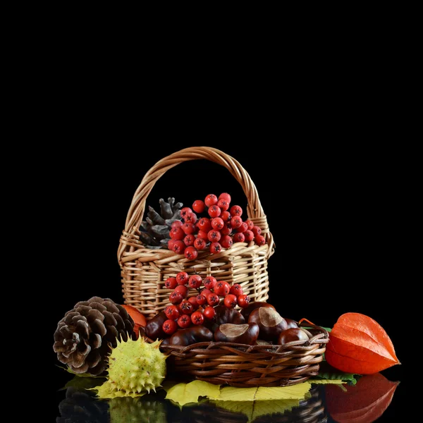 Autumn still-life - chestnuts and a mountain ash — Stock Photo, Image