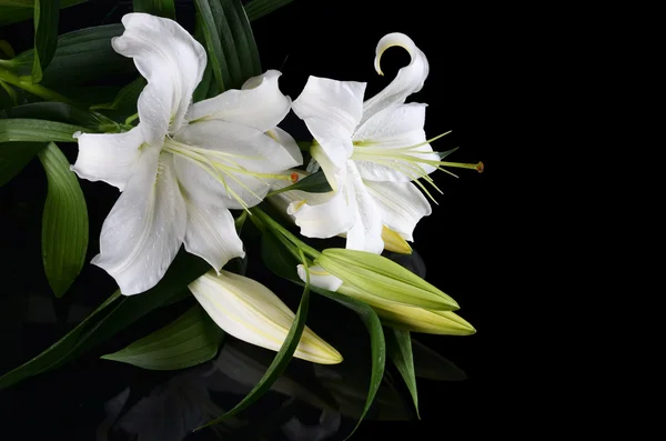 Giglio bianco su sfondo nero — Foto Stock