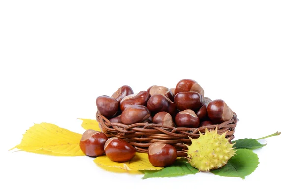 Castagne isolate su sfondo bianco — Foto Stock