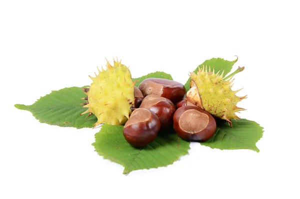 Castagne su foglie autunnali isolate su fondo bianco — Foto Stock