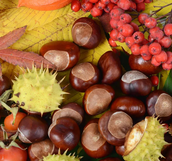 Chestnuts on autumn leaves — Stock Photo, Image