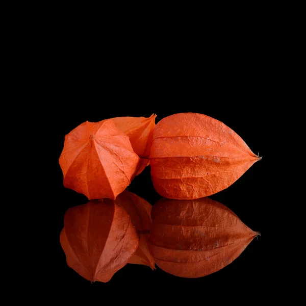 Physalis naranja sobre un fondo negro — Foto de Stock