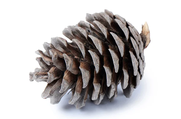 Fir cone isolado no fundo branco — Fotografia de Stock