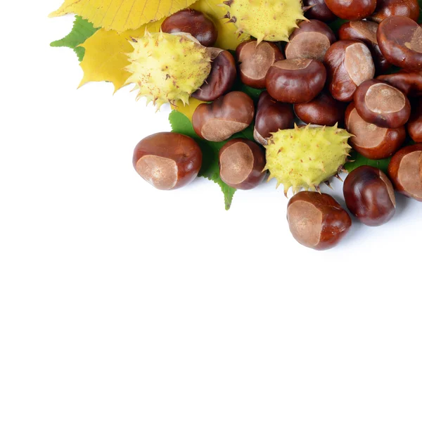 Chestnuts on autumn leaves isolated on white background — Stock Photo, Image