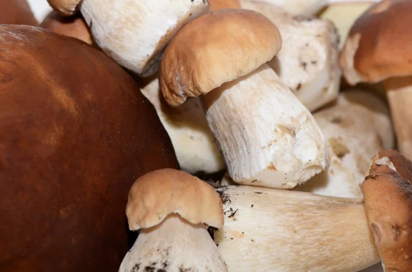 Boletus edulis closeup — Stock Image Boletus edulis closeup Stock Image