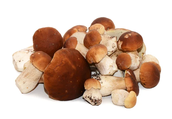 El boletus edulis aislado en blanco — Foto de Stock