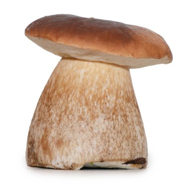 beyaz izole boletus mantarı