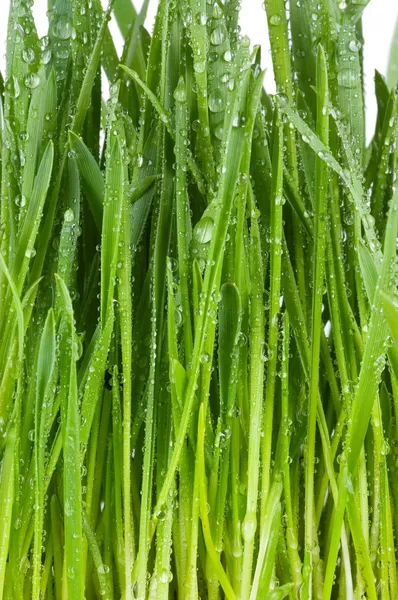 Φρέσκο πράσινο γρασίδι με σταγόνες νερού — Φωτογραφία Αρχείου