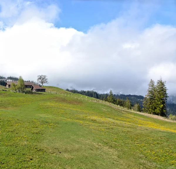 Alpes campo de flores no fundo das montanhas — Fotografia de Stock