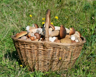 boletus mantarı çimenlerin üzerinde olan