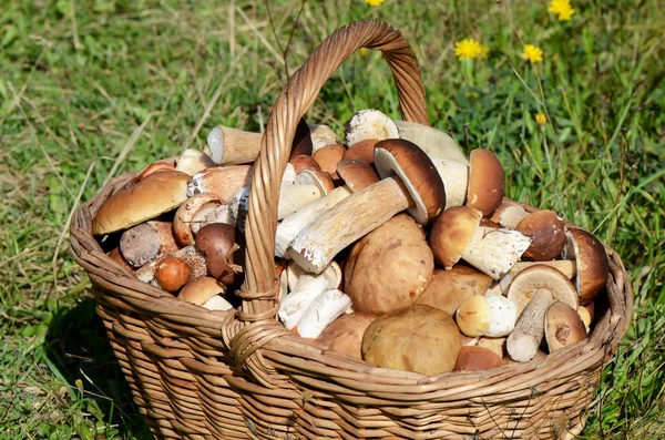 boletus mantarı çimenlerin üzerinde olan