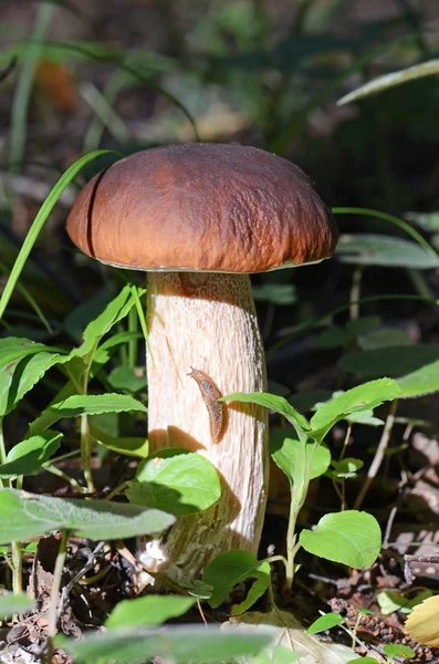 The boletus edulis grows from earth — Stock Photo, Image