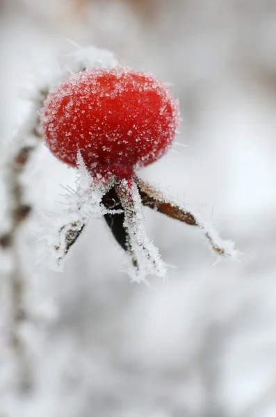 Red rose-hips macro in winter under frost — Stock Photo, Image