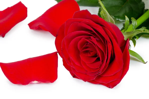 De rode rozen geïsoleerd op wit — Stockfoto