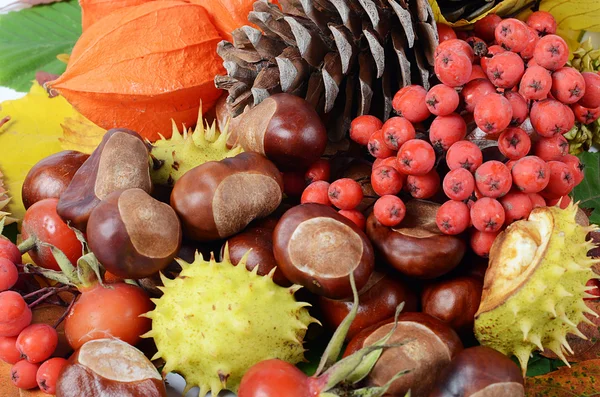 Kestaneler sonbahar yapraklarında