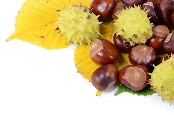 Kastanien auf Herbstblättern isoliert auf weißem Hintergrund — Stockfoto