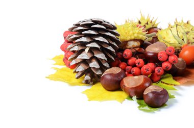 kestane izole sonbahar yaprakları üzerinde