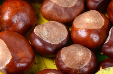 Kestaneler sonbahar yapraklarında