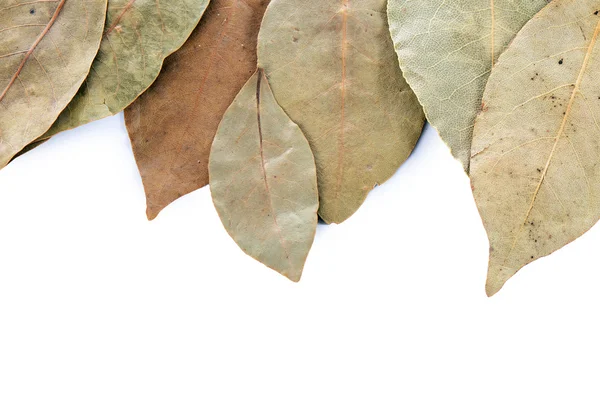 흰색 절연 건조 월계수 잎 — 스톡 사진