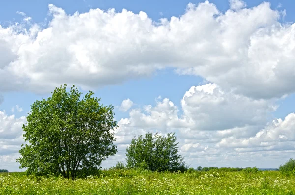 Дерево на лугу в прекрасный летний день — стоковое фото