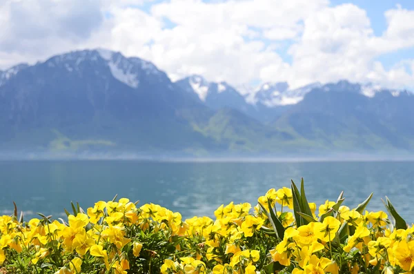 Flores contra montañas y lago Ginebra desde el Embankment en Montreux. Suiza —  Fotos de Stock