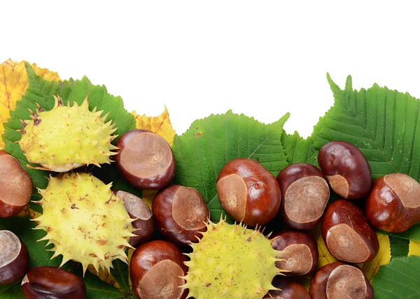 Castanhas em folhas de outono isolado no fundo branco — Fotografia de Stock