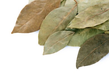 Kuru defne yaprağı üzerinde beyaz izole