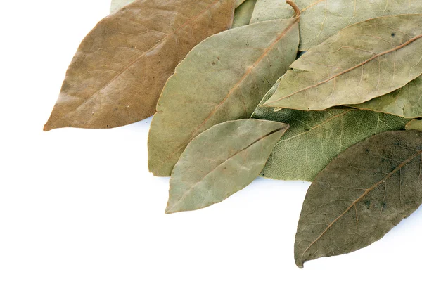 Kuru defne yaprağı üzerinde beyaz izole