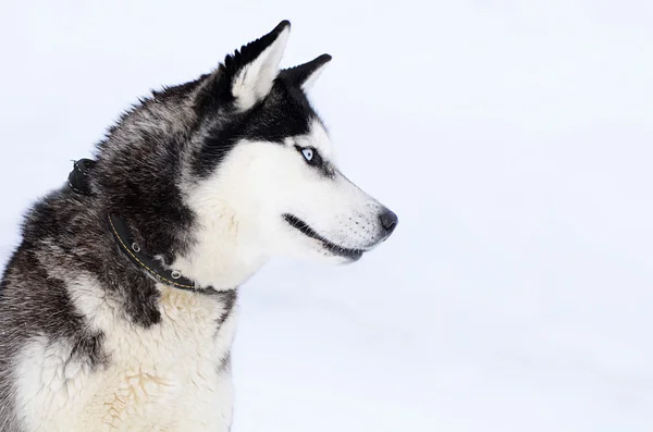 Cane Siberiano husky in inverno — Foto Stock