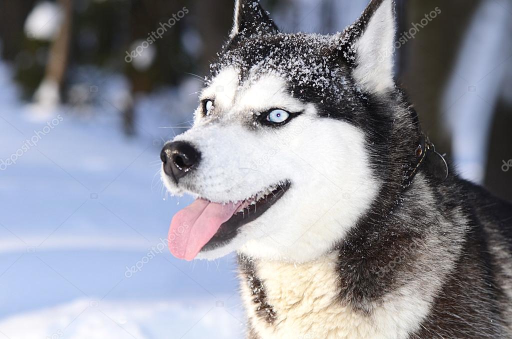 Dog Siberian husky in the winter