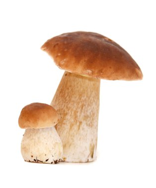 Boletus edulis beyaz arkaplanda izole edildi