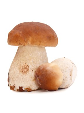 Boletus edulis beyaz arkaplanda izole edildi