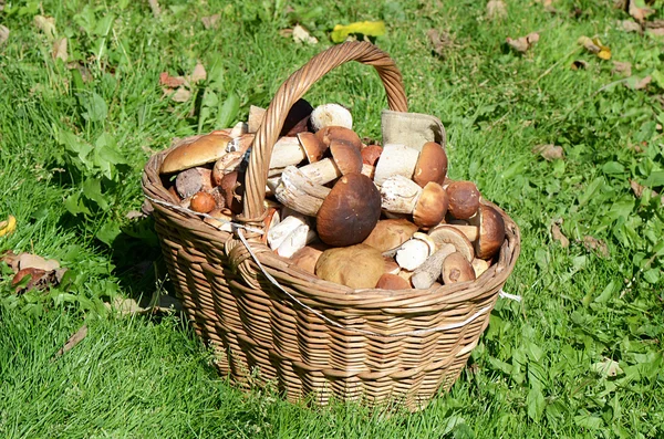 Basket with boletus edulis on grass — Stock Photo, Image