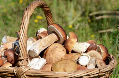 boletus mantarı çimenlerin üzerinde olan