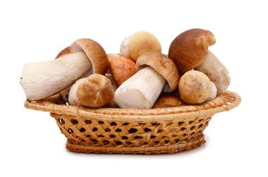 Boletus edulis beyaz arkaplanda izole edildi