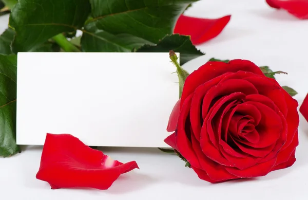 Die roten Rosen isoliert auf weißem Hintergrund — Stockfoto